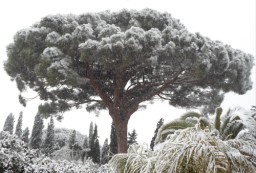 TN_SAM_5013_pinone bianco.JPG